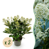 2x Skimmia japonica 'Finchy' – Skimmie – Hellgrüne bis cremefarbene Knospen, weiße Blüten – Topf Ø 15 cm – Höhe 30 cm inkl. Topf – HaGa-Welt