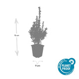 24x Buxus Sempervirens - ↕10-25cm - Ø9cm – HaGa-Welt