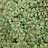 24x Cotoneaster pr. 'Queen of Carpets' - ↕10-25cm - Ø9cm – HaGa-Welt