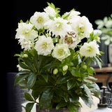 2x Helleborus orientalis 'Double Ellen White' – Lenzrose – Weiß – Topf Ø 14 cm – Höhe 35 cm inkl. Topf – HaGa-Welt