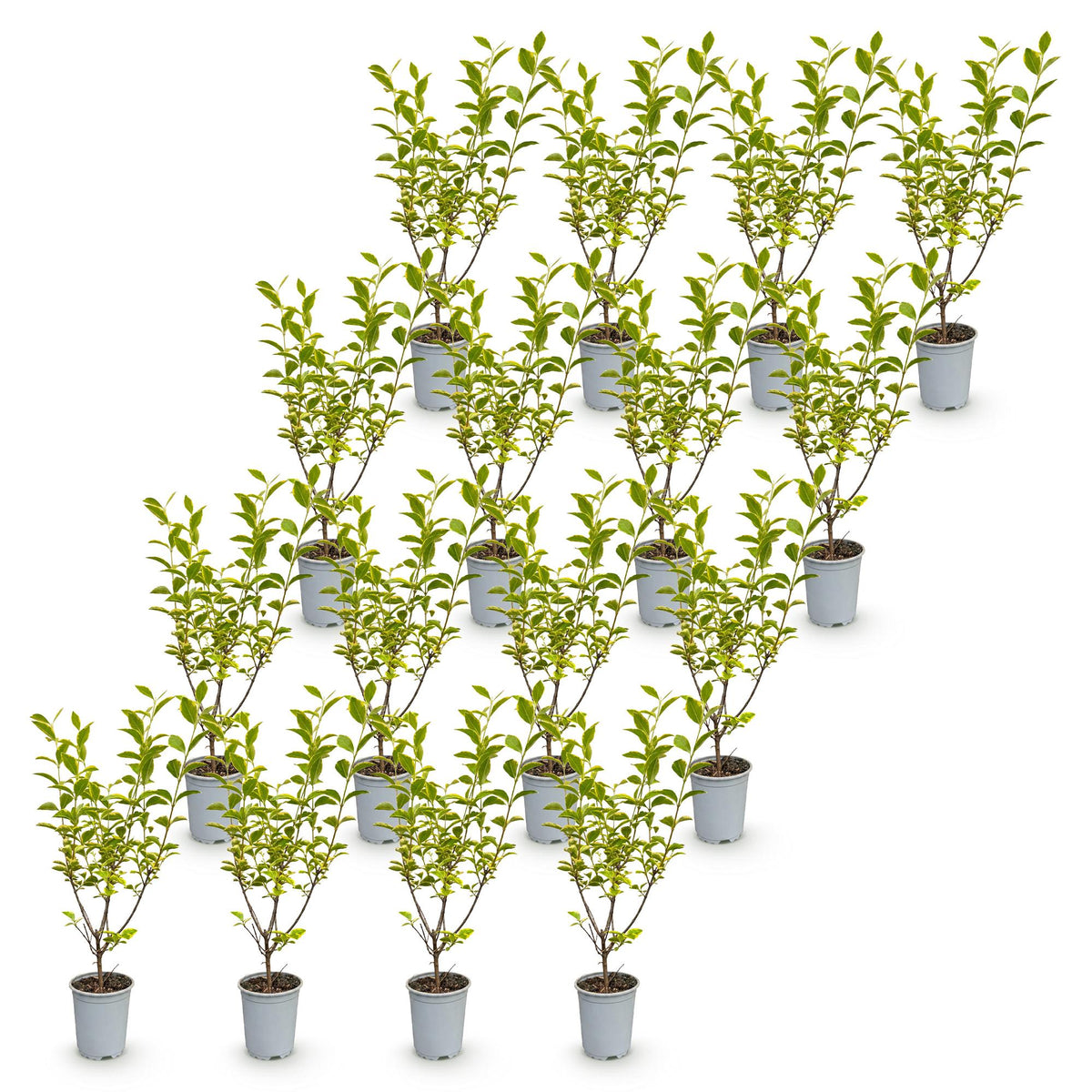 16x Ligustrum ovalifolium Aureum - Buntblättriger Liguster - Heckenpflanzen - Immergrün - Bunt - Topf 9cm - Höhe 35-45cm – HaGa-Welt