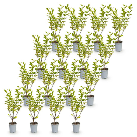16x Ligustrum ovalifolium Aureum - Buntblättriger Liguster - Heckenpflanzen - Immergrün - Bunt - Topf 9cm - Höhe 35-45cm – HaGa-Welt