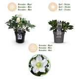 2x Helleborus niger 'Christmas Carol' – Christmas rose – White – pot Ø 10.5 cm – height 25 cm including pot