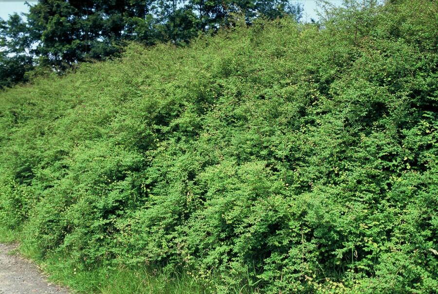 24x Symphoricarpos ch. 'Hancock' - ↕10-25cm - Ø9cm – HaGa-Welt