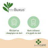Buchsbaum Pyramide - BetterBuxus Skylight - Widerstandsfähig gegen die Buxuskrankheit - 1 Pflanz - Topf 23cm Höhe 60-70cm