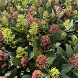 2x Skimmia japonica Duo – Rubella & Finchy – Skimmien-Duo – Rote und cremefarbene Knospen, später weiße Blüten – Topf Ø 19 cm – Höhe 60 cm inkl. Topf – HaGa-Welt