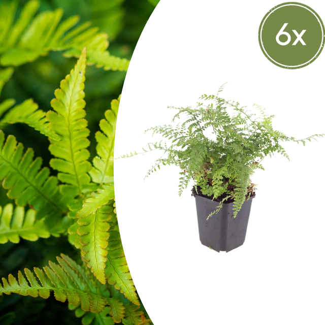 6x Polystichum set. 'Herrenhausen'- ↕10-25cm - Ø9cm – HaGa-Welt