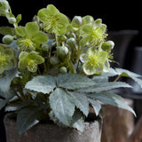 2x Helleborus × sternii 'Silver Dollar' – Lenzrose – Cremegrün – Topf Ø 14 cm – Höhe 35 cm inkl. Topf – HaGa-Welt