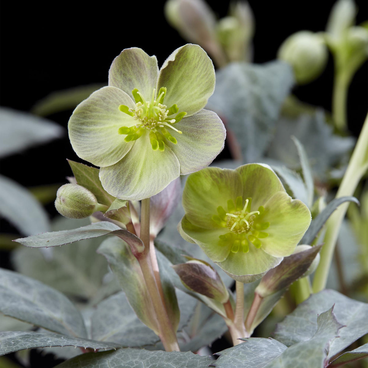 1x Helleborus × sternii 'Silver Dollar' – Hellébore – Vert crème – pot Ø 14 cm – hauteur 35 cm pot inclus