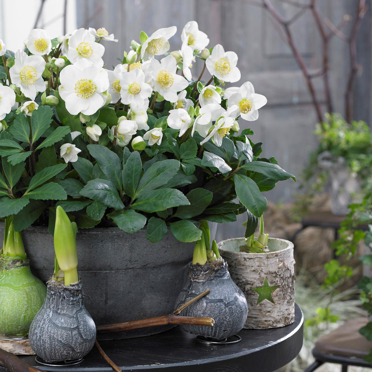 1x Helleborus niger 'Christmas Carol' – Christrose – Weiß – Topf Ø 17 cm – Höhe 35 cm inkl. Topf
