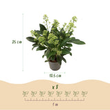 3x Skimmia japonica 'Finchy' – Skimmie – Hellgrüne bis cremefarbene Knospen, weiße Blüten – Topf Ø 10,5 cm – Höhe 25 cm inkl. Topf – HaGa-Welt