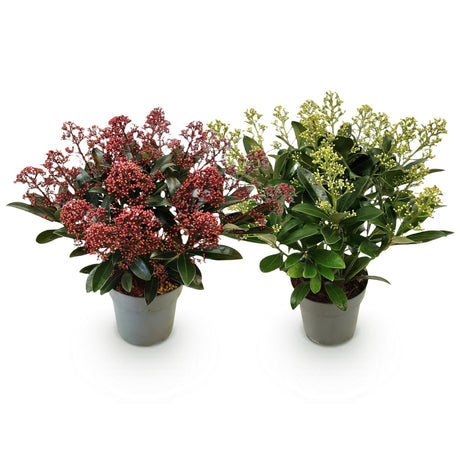 2x Skimmia japonica Duo – Rubella & Finchy – Skimmia duo – Red and cream buds, followed by white flowers – pot Ø 15 cm – height 30 cm including pot