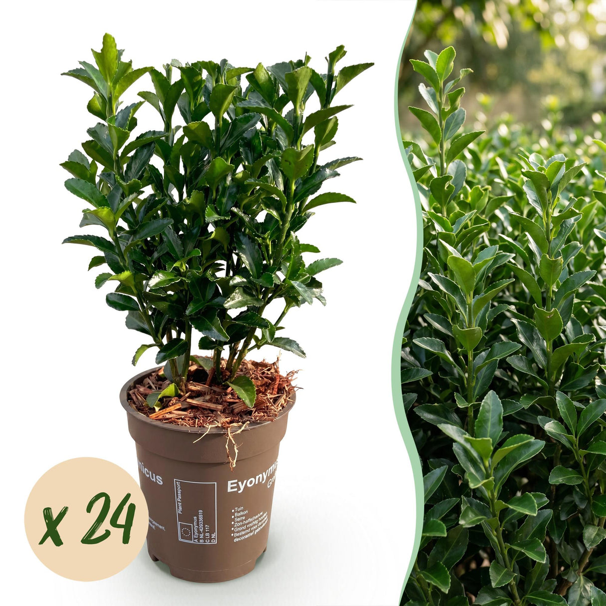 24x Euonymus japonica Green Spire - Pfaffenhütchen - Heckenpflanzen - Immergrün - Grün - Topf 9cm - Höhe 20-25cm – HaGa-Welt