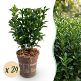 24x Euonymus japonica Green Spire - Pfaffenhütchen - Heckenpflanzen - Immergrün - Grün - Topf 9cm - Höhe 20-25cm – HaGa-Welt