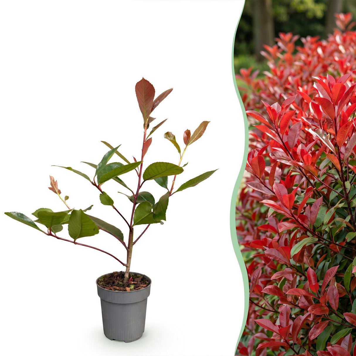 16x Photinia fraseri Red Robin - Glanzmispel - Heckenpflanzen - Immergrün - Rot - Topf 9cm - Höhe 25-35cm – HaGa-Welt