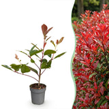 16x Photinia fraseri Red Robin - Glanzmispel - Heckenpflanzen - Immergrün - Rot - Topf 9cm - Höhe 25-35cm – HaGa-Welt