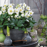 2x Helleborus niger 'Christmas Carol' – Christrose – Weiß – Topf Ø 14 cm – Höhe 30 cm inkl. Topf – HaGa-Welt