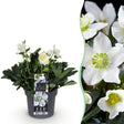 1x Helleborus niger 'Christmas Carol' – Christrose – Weiß – Topf Ø 17 cm – Höhe 35 cm inkl. Topf – HaGa-Welt