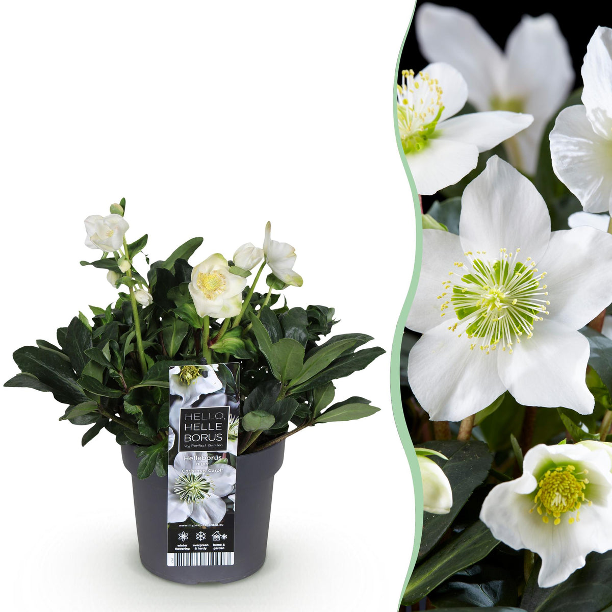 1x Helleborus niger 'Christmas Carol' – Christrose – Weiß – Topf Ø 17 cm – Höhe 35 cm inkl. Topf