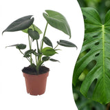 Monstera Deliciosa - Fensterblatt - 1 Plant - Pot 12cm - Hoogte - 30cm – HaGa-Welt