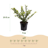 16x Ilex crenata Covenxa - Japanische Stechpalme - Heckenpflanzen - Immergrün - Grün - Topf 9cm - Höhe 20-30cm – HaGa-Welt