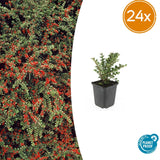 24x Cotoneaster horizontalis - ↕10-25cm - Ø9cm – HaGa-Welt
