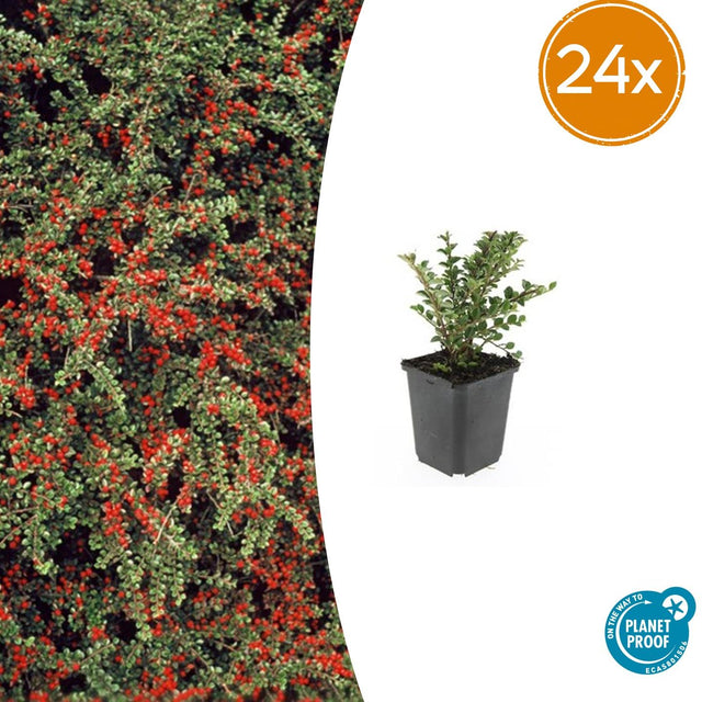 24x Cotoneaster horizontalis - ↕10-25cm - Ø9cm – HaGa-Welt