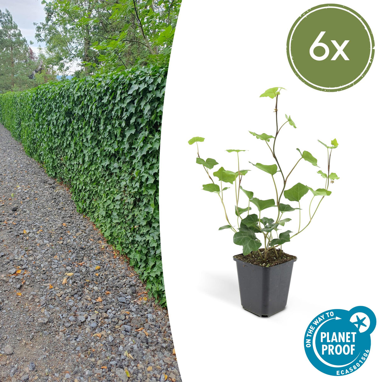 6x Hedera Hibernica - Irischer Efeu - Kletterpflanze - Immergrün - Dunkelgrün - Topf Ø 9cm - Höhe 10-25cm