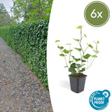 6x Hedera Hibernica - Irischer Efeu - Kletterpflanze - Immergrün - Dunkelgrün - Topf Ø 9cm - Höhe 10-25cm