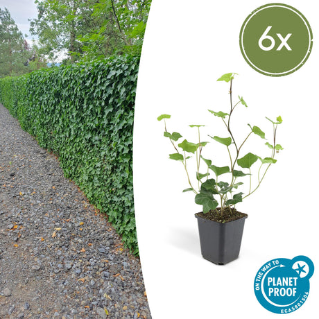 6x Hedera Hibernica - Irischer Efeu - Kletterpflanze - Immergrün - Dunkelgrün - Topf Ø 9cm - Höhe 10-25cm – HaGa-Welt