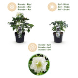 1x Helleborus orientalis 'Double Ellen White' – Lenten rose – White – pot Ø 14 cm – height 35 cm including pot