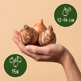15x Narcissus Carlton - Carlton-Narzisse - Gelb - Frühlingsblüher - Zwiebelgröße 12/14
