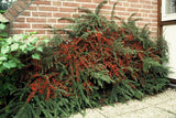 24x Cotoneaster horizontalis - ↕10-25cm - Ø9cm – HaGa-Welt