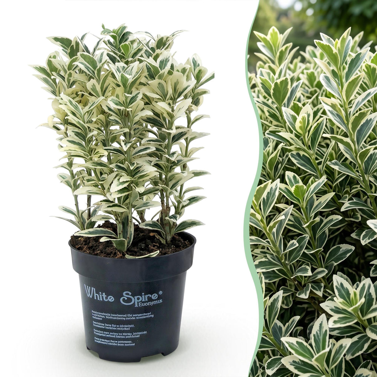 16x Euonymus japonicus White Spire - Kardinalskappen - Heckenpflanzen - Immergrün - Weiß - Grün - Topf 9cm - Höhe 20-30cm – HaGa-Welt