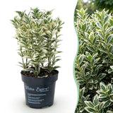 16x Euonymus japonicus White Spire - Kardinalskappen - Heckenpflanzen - Immergrün - Weiß - Grün - Topf 9cm - Höhe 20-30cm – HaGa-Welt