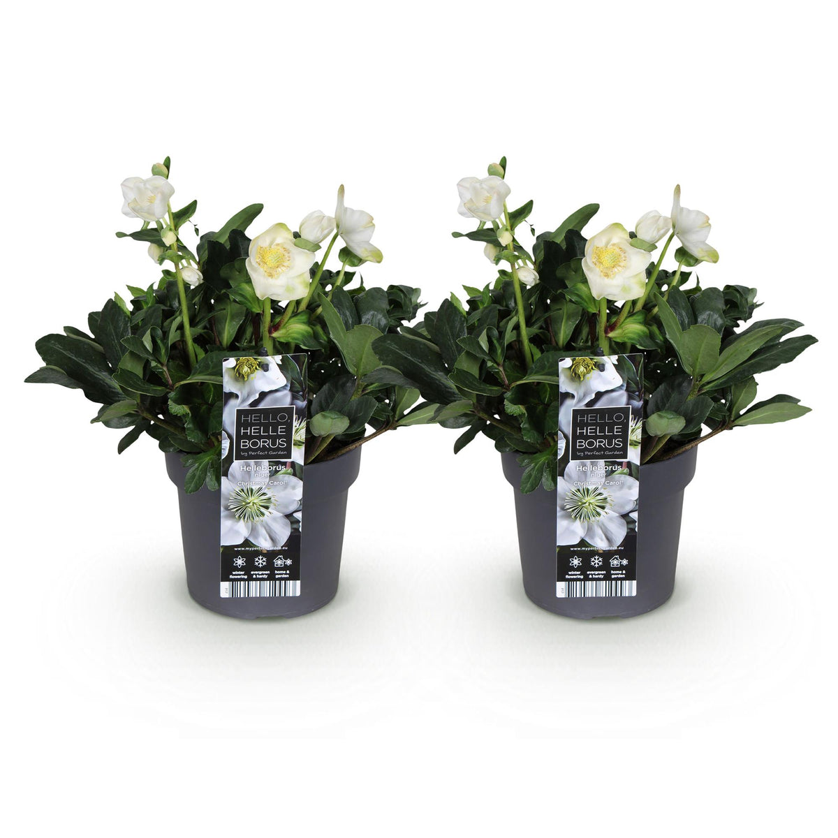 2x Helleborus niger 'Christmas Carol' – Christrose – Weiß – Topf Ø 17 cm – Höhe 35 cm inkl. Topf – HaGa-Welt