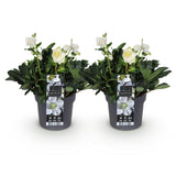 2x Helleborus niger 'Christmas Carol' – Christrose – Weiß – Topf Ø 17 cm – Höhe 35 cm inkl. Topf – HaGa-Welt