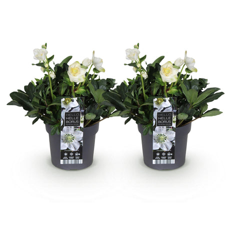 2x Helleborus niger 'Christmas Carol' – Christmas rose – White – pot Ø 17 cm – height 35 cm including pot