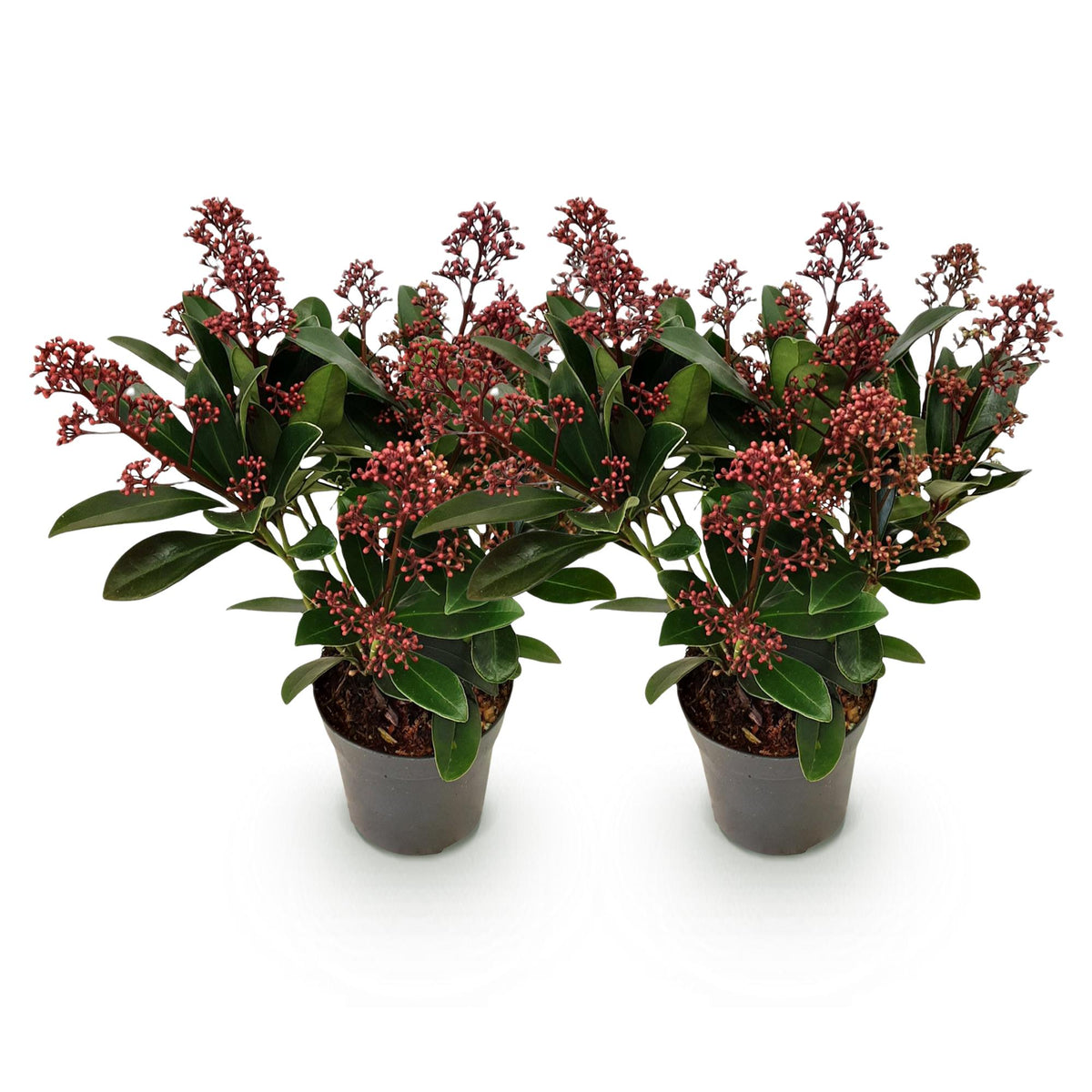 2x Skimmia japonica 'Rubella' – Skimmie – Rote Knospen, später weiße Blüten – Topf Ø 10,5 cm – Höhe 25 cm inkl. Topf – HaGa-Welt