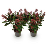 2x Skimmia japonica 'Rubella' – Skimmie – Rote Knospen, später weiße Blüten – Topf Ø 10,5 cm – Höhe 25 cm inkl. Topf – HaGa-Welt