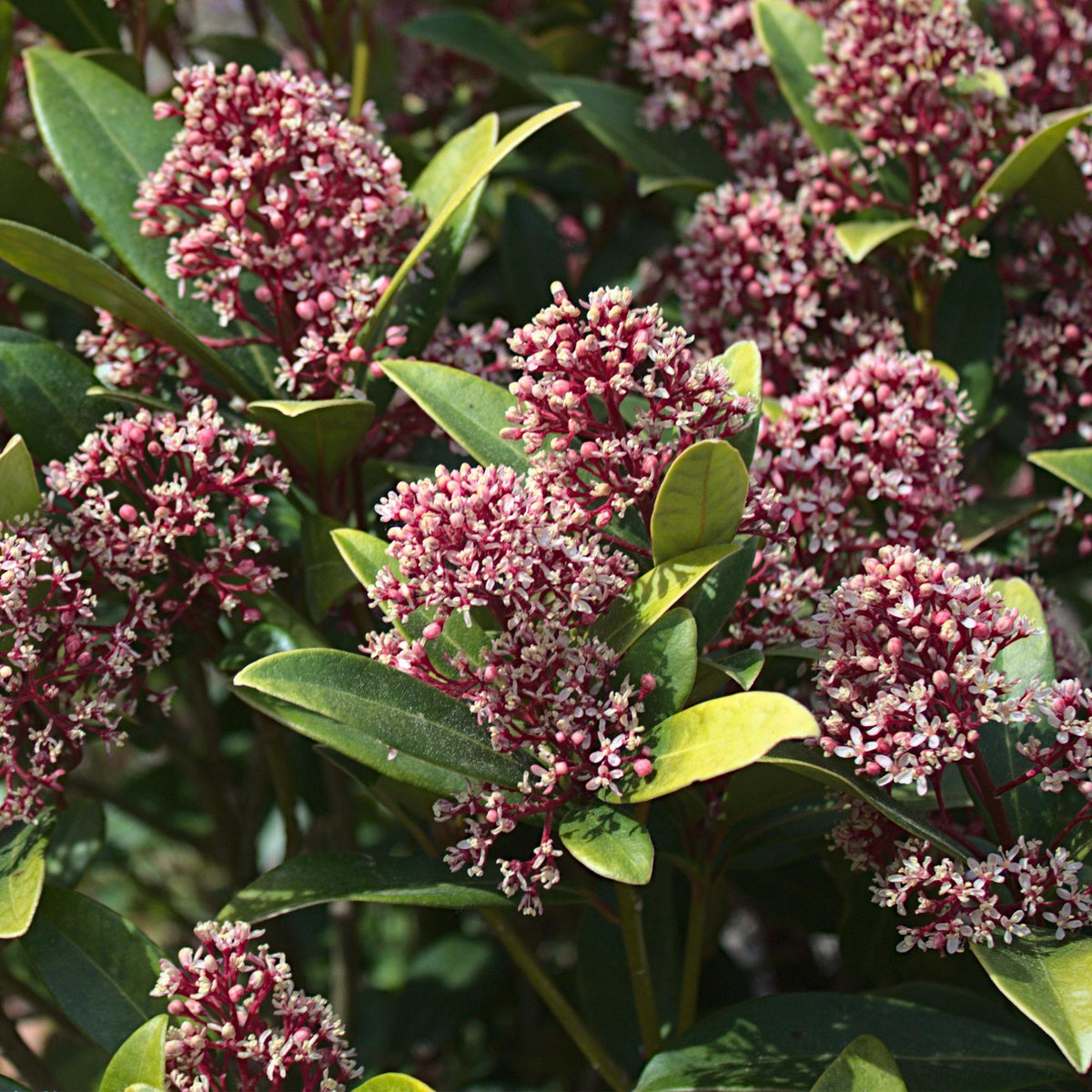 2x Skimmia japonica 'Rubella' – Skimmie – Rote Knospen, später weiße Blüten – Topf Ø 10,5 cm – Höhe 25 cm inkl. Topf – HaGa-Welt