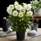 1x Helleborus orientalis 'Double Ellen White' – Lenten rose – White – pot Ø 14 cm – height 35 cm including pot