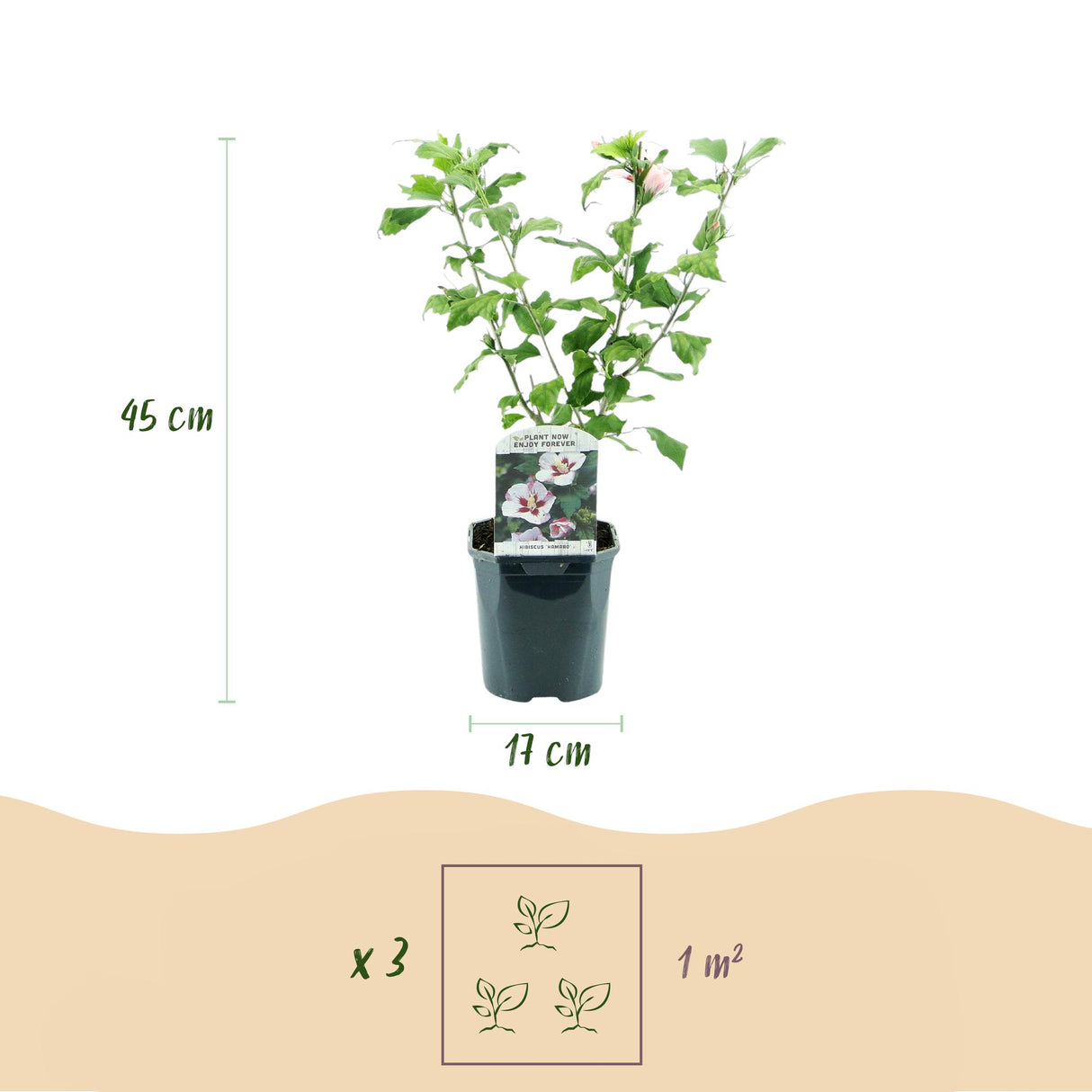 Garden Plant - Hibiscus syriacus Hamabo - Garden Hibiscus - Hardy - White - Pink - 3 Plants - Pot 17cm - Height 45cm