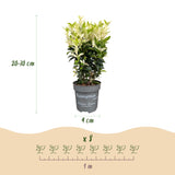 16x Euonymus japonica Paloma Blanca - Spindelstrauch - Heckenpflanzen - Immergrün - Grün - Weiß - Topf 9cm - Höhe 20-30cm – HaGa-Welt