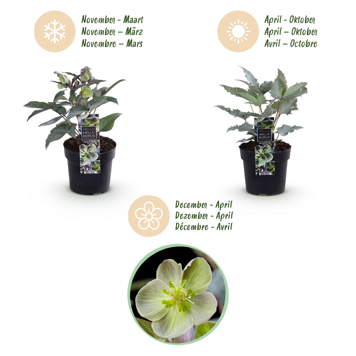 2x Helleborus × sternii 'Silver Dollar' – Lenzrose – Cremegrün – Topf Ø 14 cm – Höhe 35 cm inkl. Topf – HaGa-Welt