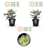 2x Helleborus × sternii 'Silver Dollar' – Lenzrose – Cremegrün – Topf Ø 14 cm – Höhe 35 cm inkl. Topf – HaGa-Welt