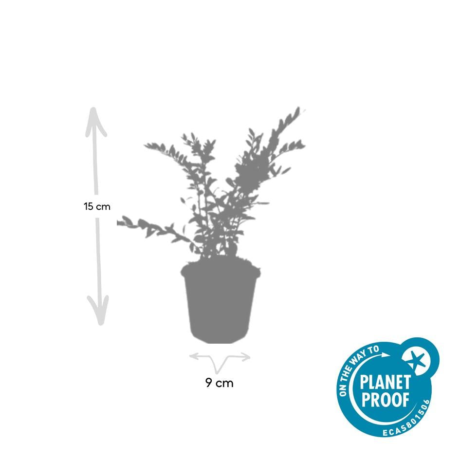 24x Lonicera pileata 'Purple Pearl' - ↕10-25cm - Ø9cm – HaGa-Welt