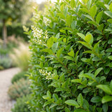 16x Ligustrum ovalifolium - Gewöhnlicher Liguster - Heckenpflanzen - Immergrün - Grün - Topf 9cm - Höhe 35-45cm – HaGa-Welt