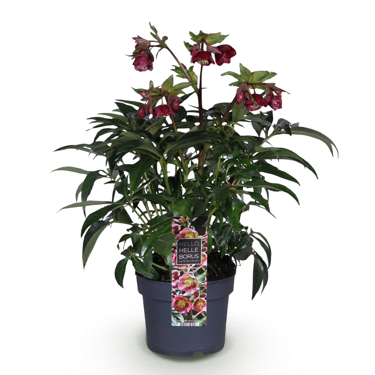 1x Helleborus 'Dacaya' – Hellébore – Rose – pot Ø 19 cm – hauteur 50 cm pot inclus