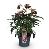 1x Helleborus 'Dacaya' – Hellébore – Rose – pot Ø 19 cm – hauteur 50 cm pot inclus